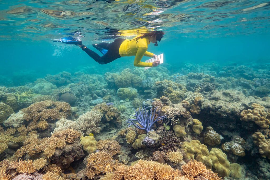 the great barrier reef a story of conservation and rehabilitation