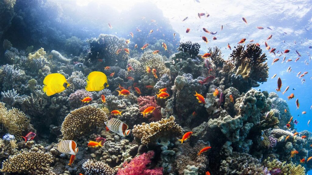 beneath the waves the importance of coral reef conservation for marine biodiversity