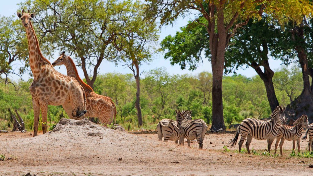 into the wild exploring wildlife conservation in africas national parks