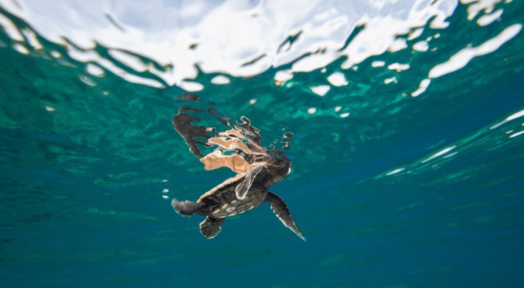 saving the sea turtles conservation efforts across oceans