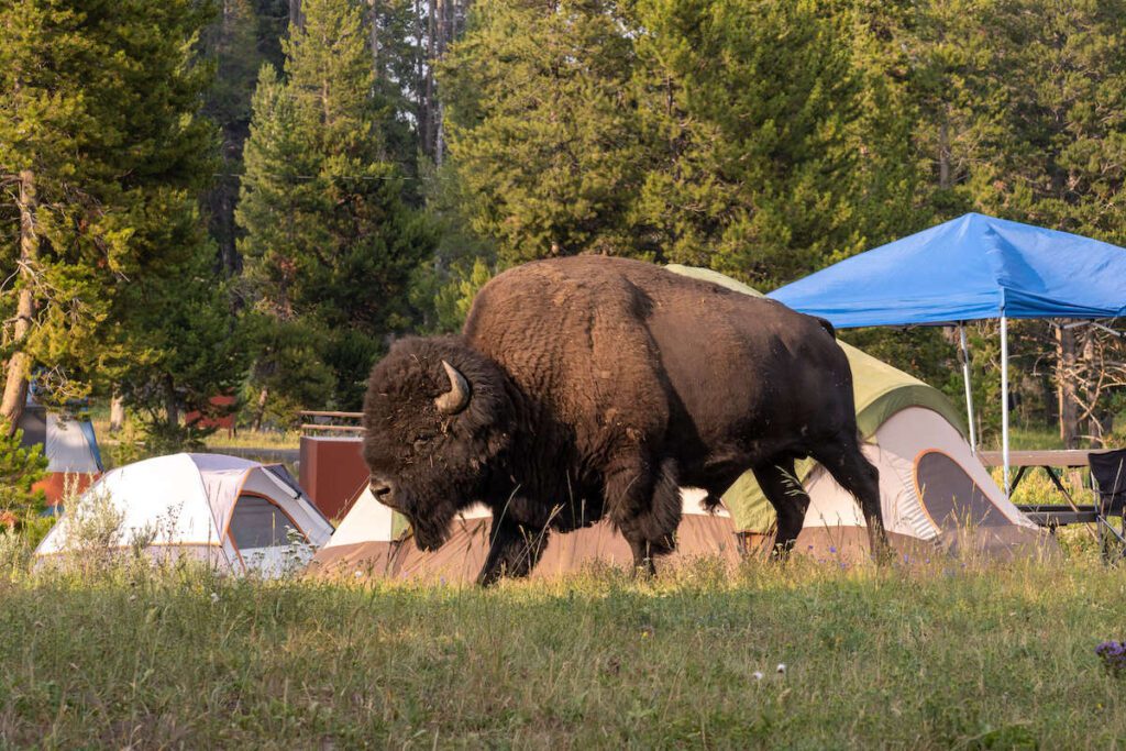 top wildlife friendly campsites in yellowstone national park
