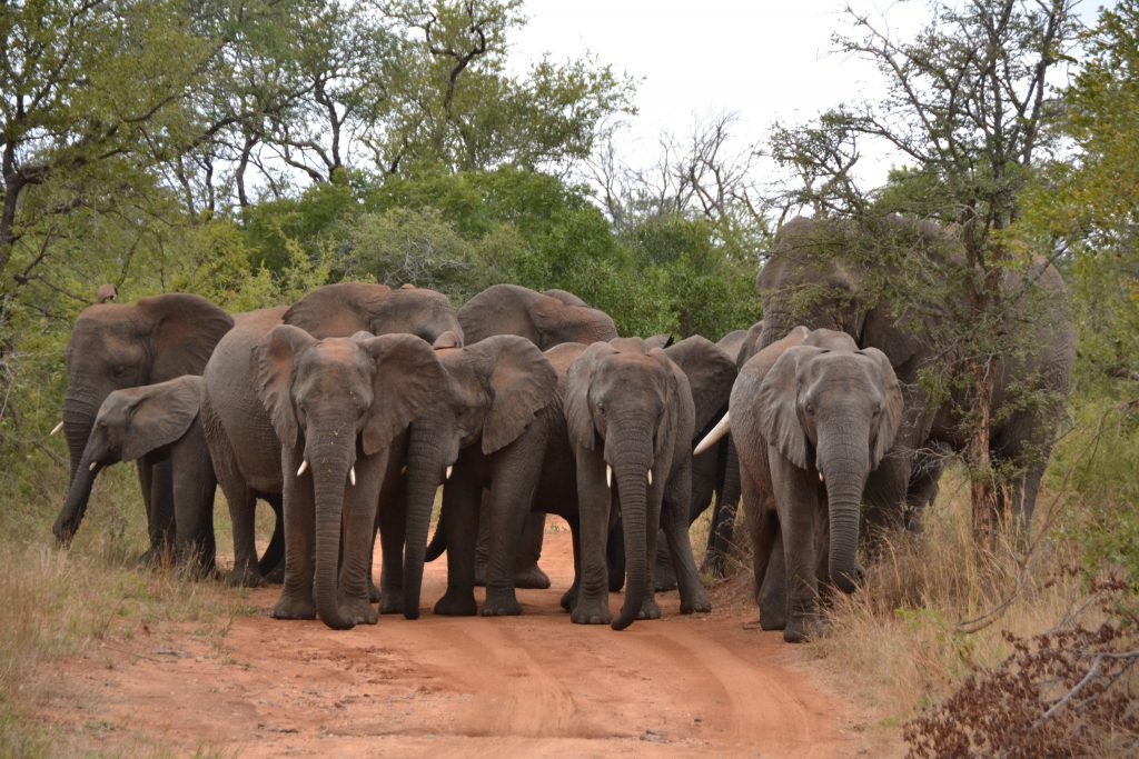 witnessing the majestic elephants wildlife conservation in africa
