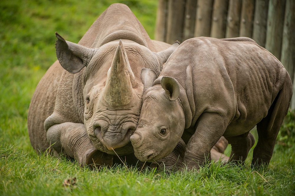 the fight to save rhinos from extinction conservation challenges and success stories