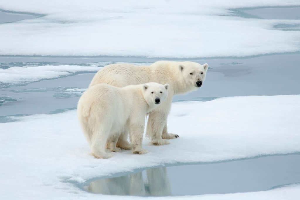the plight of the polar bears efforts to preserve arctic wildlife