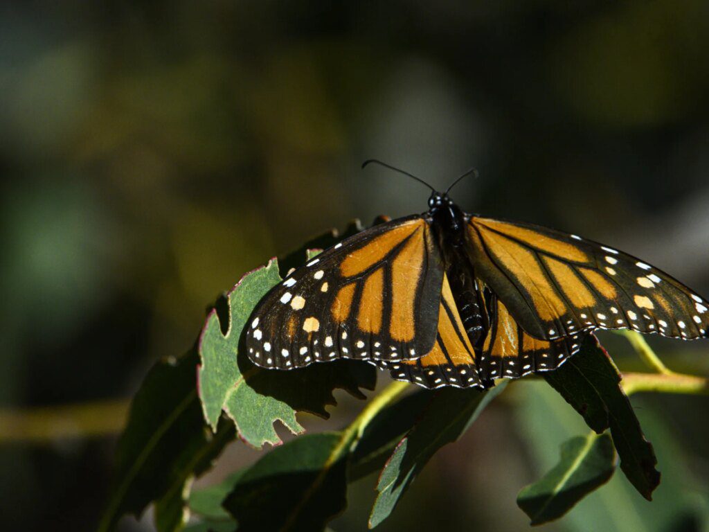 witnessing the migration of monarch butterflies conservation in north america