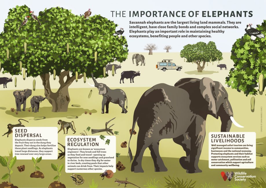 the last of the giants conservation efforts to protect the african elephant