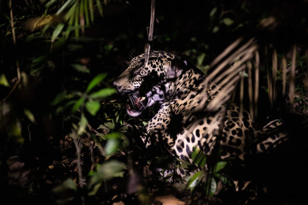 guardians of the forest indigenous practices in jaguar conservation